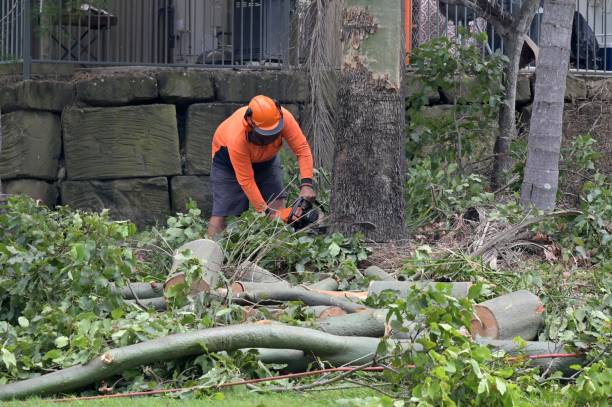 Professional Tree Service in Kill Devil Hills, NC